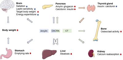 <mark class="highlighted">Amylin</mark> and Calcitonin: Potential Therapeutic Strategies to Reduce Body Weight and Liver Fat